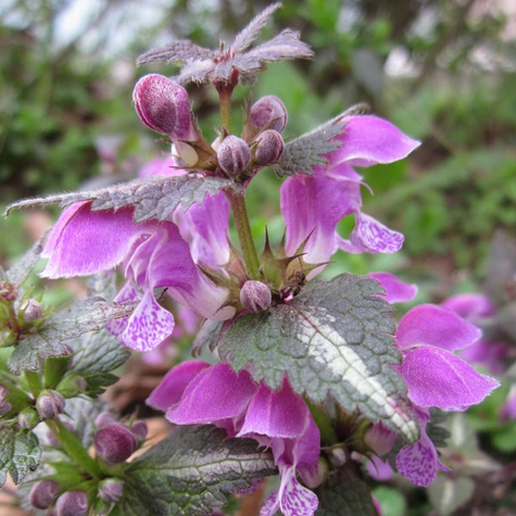 Jasnota plamista Beacon Silver (C2)