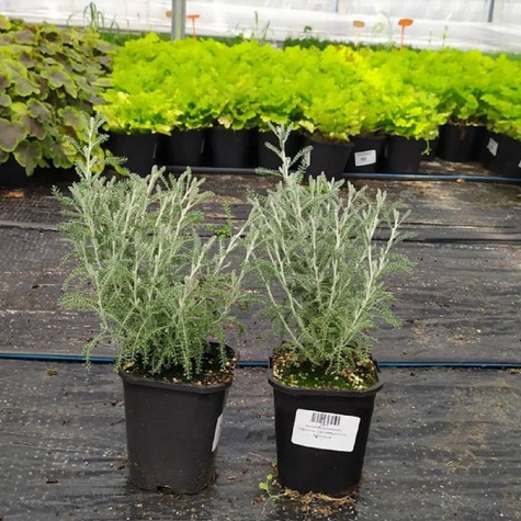 Santolina cyprysikowata (C2)