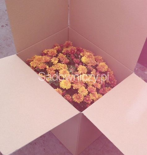 Chryzantema drobnokwiatowa ceglasta (C2) DUŻA ROŚLINA
