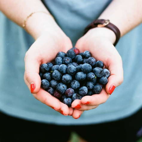 Borówka amerykańska RECORD średnio późna