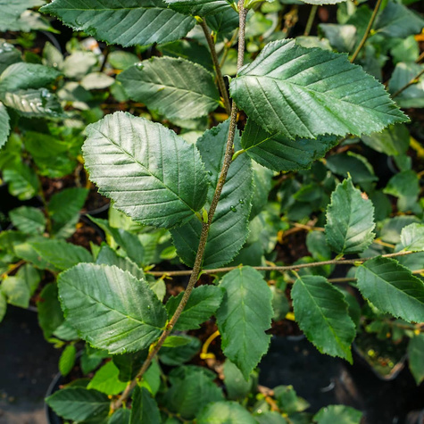 Grab pospolity Fastigiata NP kolumnowy (C2)