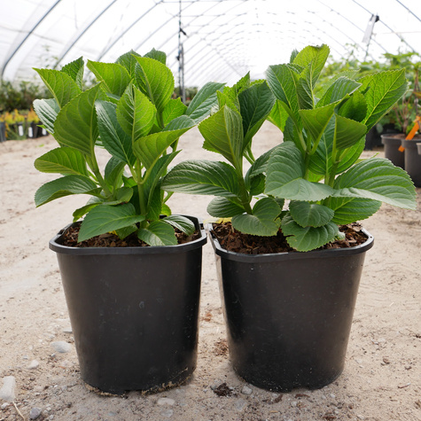 Hortensja ogrodowa Candy Lips Hot Pink