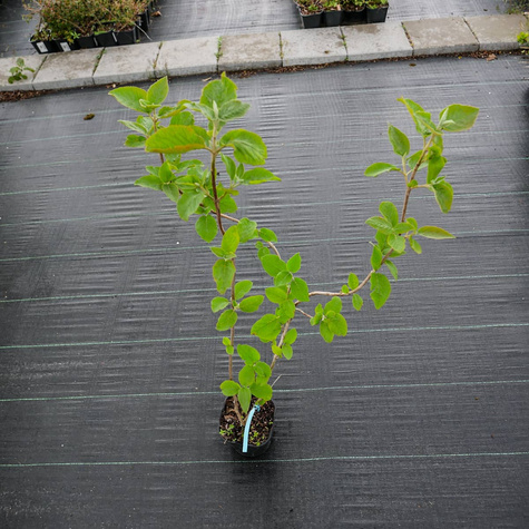 Kalina hordowina (C2)