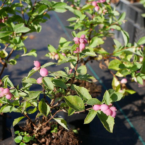 Śnieguliczka Magical Candy (P9)