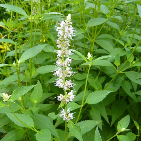 Kłosowiec anyżowy Mięta koreańska Alabaster (C2)