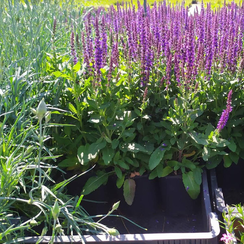 Szałwia omszona Sensation Compact Violet (C2)