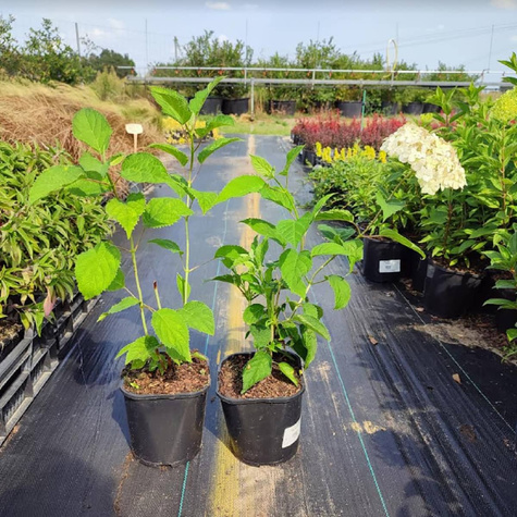 Hortensja drzewiasta Candybelle Marshmallow (C2)