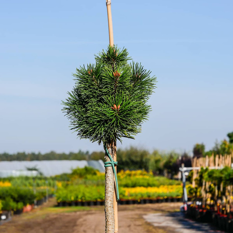 Sosna kosodrzewina Gnom