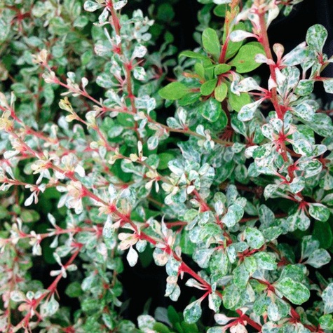 Berberys Thunberga Silver Beauty (C2)