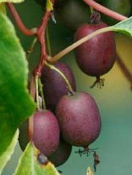 MINI KIWI Aktinidia ostrolistna Purpurna Sadowa żeńska (C2)