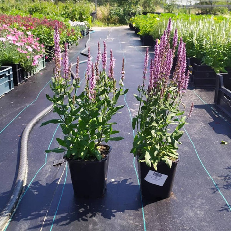 Szałwia omszona Sensation Medium Pink (C2)