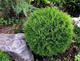 Żywotnik zachodni Tuja Thuja Tiny Tim (C2)
