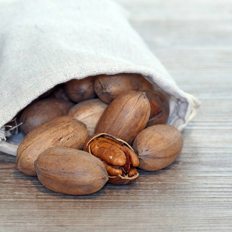 Orzesznik jadalny Orzech pekan (C2)