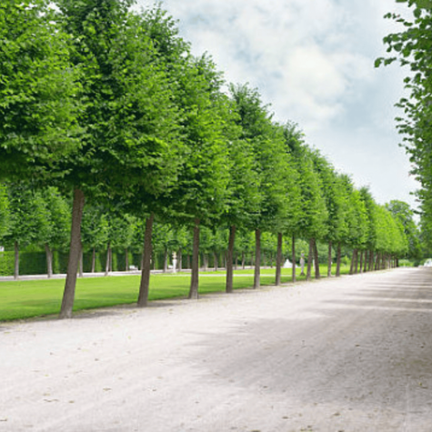 Grujecznik japoński (C2)