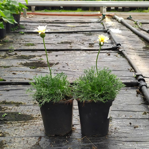 Stokrotka marokańska Sunshine Peach (C2)