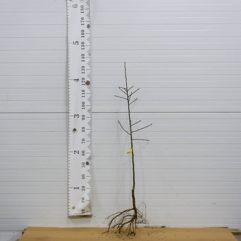 Śliwa Durancle Plant Pack