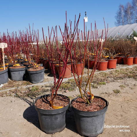 Dereń biały Elegantissima (C2)