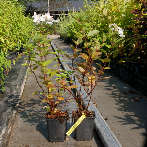 Hortensja bukietowa Living Touch of Pink (P9)