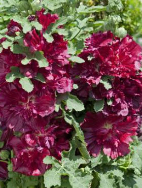Malwa różowa Spring Celebrities Crimson