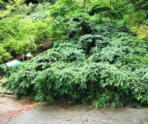 Cis pospolity Repandens