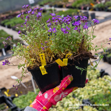 Żagwin ogrodowy Cascade Blue