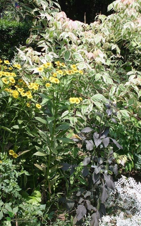 Klon Flamingo forma krzewiasta