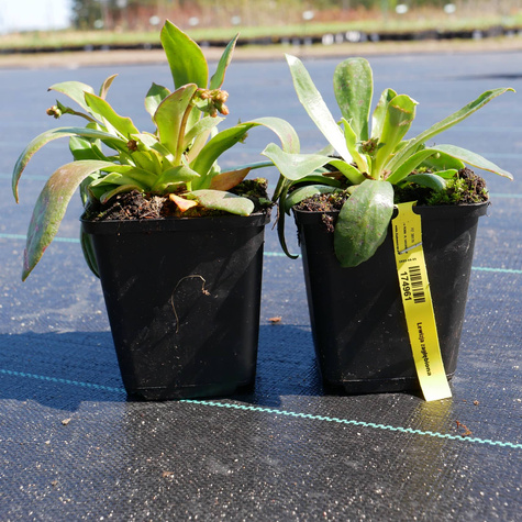 Lewizja zagłębiona