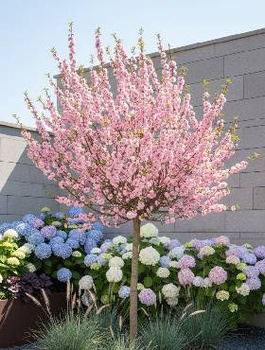 Migdałek różowy szczepiony na pniu