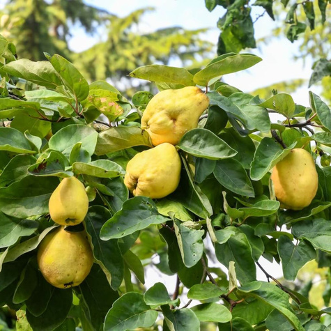 Pigwa gruszkowa Rea's Mammoth w doniczce (C2)