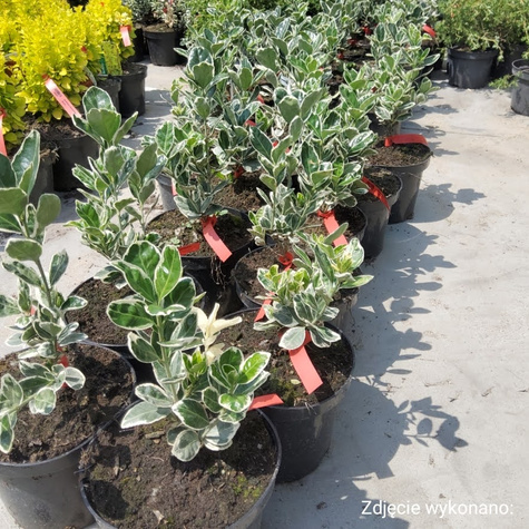 Trzmielina japońska Kathy (C2)