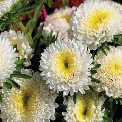 Aster półpełny Iskra biała 1g