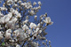 Magnolia w odmianach