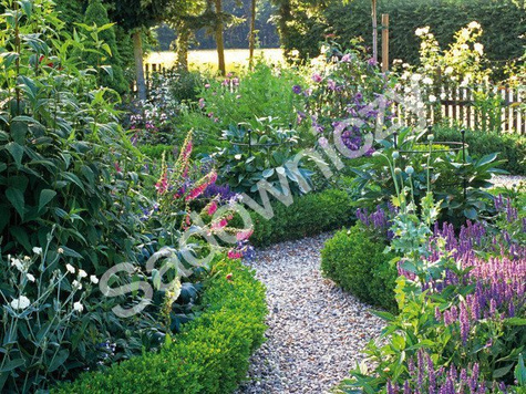 Bukszpan wieczniezielony Latifolia Maculata