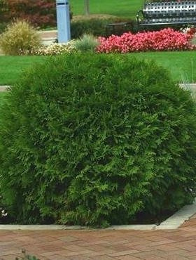 Thuja Tuja Żywotnik zachodni Globosa (C2)