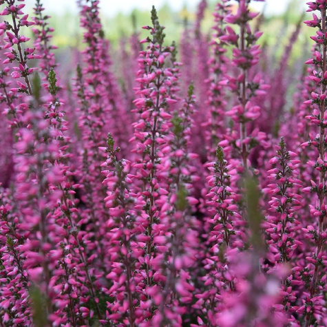 6 x Wrzos pospolity różowy kwiat zielone liście sadzonka