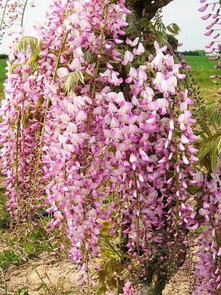 Glicynia chińska Wisteria Violacea