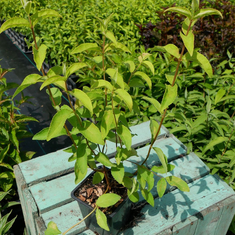 Żylistek karbowany Pride of Rochester (P9)