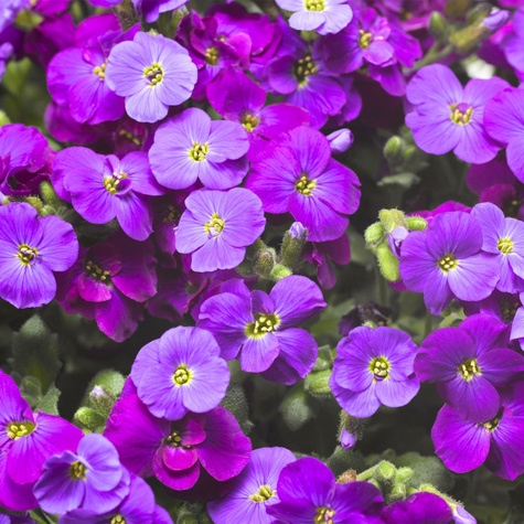 Żagwin ogrodowy fioletowy Axcent Deep Purple (C2)