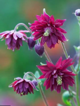 Orlik pospolity plena Ruby Port (C2)
