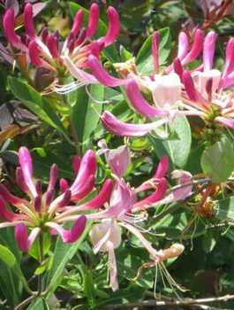 Wiciokrzew przewiercień (C2)