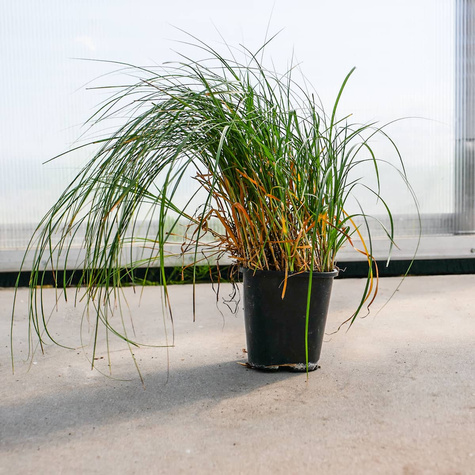 Turzyca piaskowa (C2)