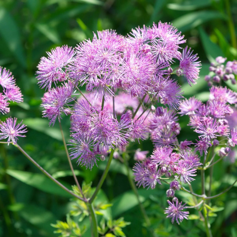 Rutewka orlikolistna (C2)