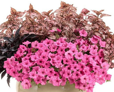 Niedośpian Hippo Red Improved zielono-czerwony