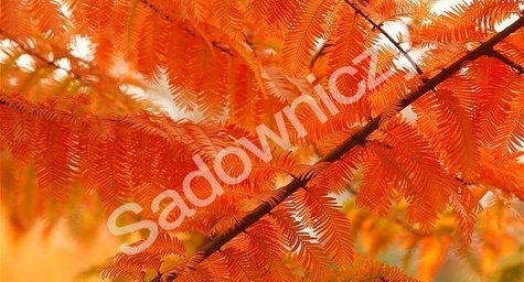 Metasekwoja chińska (C2)