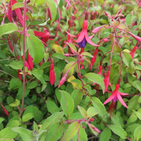 Fuksja magellańska Riccartonii (C2)