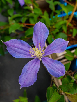 Powojnik Clematis bylinowy Arabella
