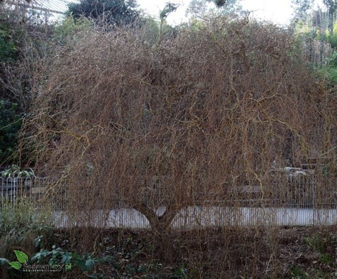 Wierzba erythroflexuosa (C2)