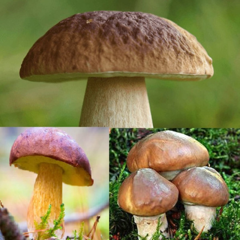 Grzybnia Mikoryza Jadalne Grzyby Leśne mix Podgrzybek Prawdziwek Maślak