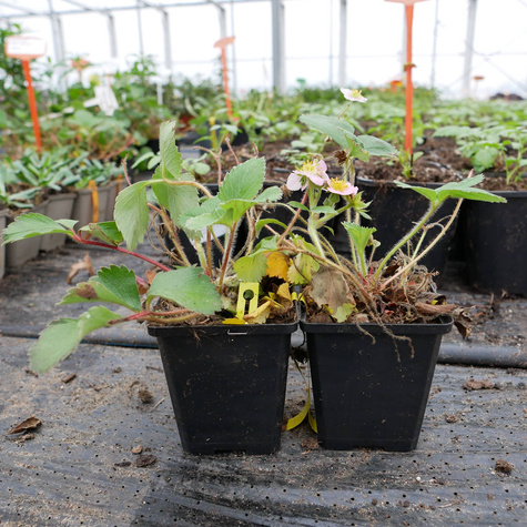 Poziomka Fragaria Pink Panda Ozdobne różowe kwiaty (C2)