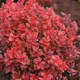 Berberys thunberga Coral (P9)